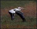 _8SB9359 american white pelican